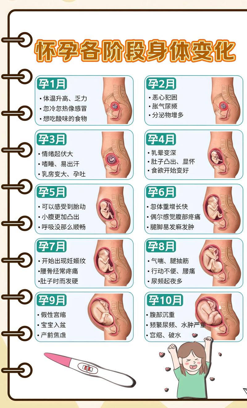 揭秘供卵代孕妈妈怀孕小腹分两节,孕期变化的奥秘咸阳代生机构: